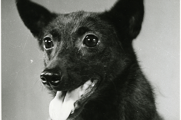 Космическая собака – Чернушка Космическая собака – Чернушка