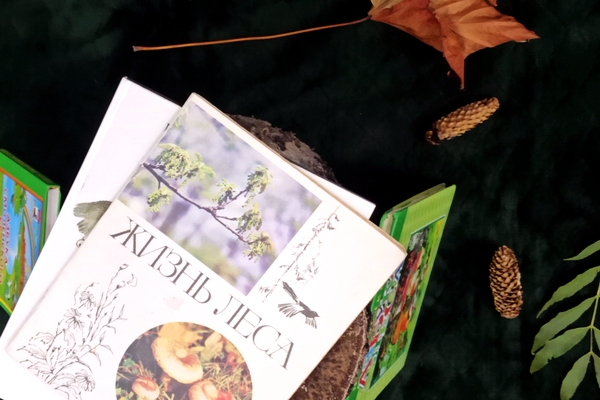 Уроки «Лесной азбуки»