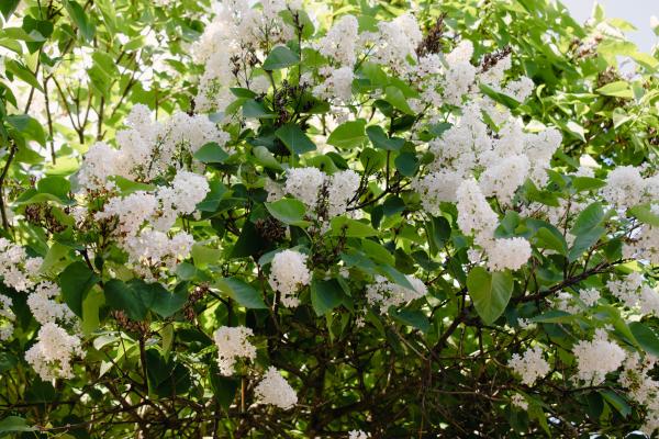 Сирень Гагарина