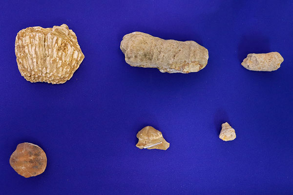 Окаменелости