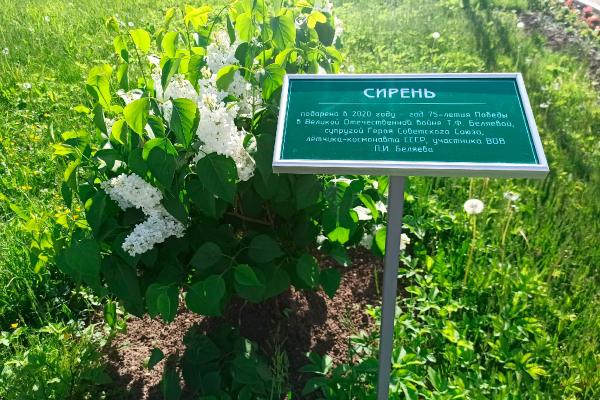 Сирень от Т. Ф. Беляевой