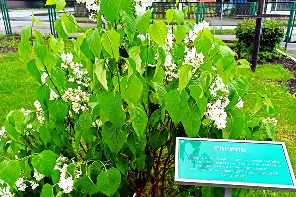 Весна в Гагаринском саду… Весна в Гагаринском саду…