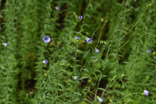 В Музее-заповеднике Ю. А. Гагарина зацвёл лён