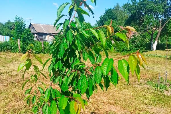 Широта человеческой души Широта человеческой души