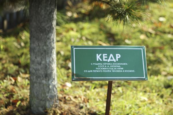 Судьба кедра Судьба кедра