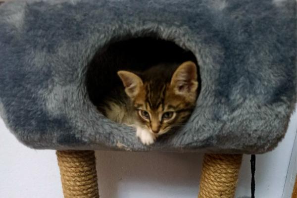 Боевой кот Василий Боевой кот Василий