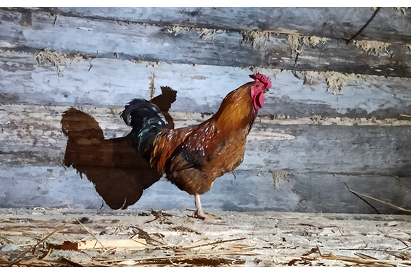 Гордимся Петей! Гордимся Петей!