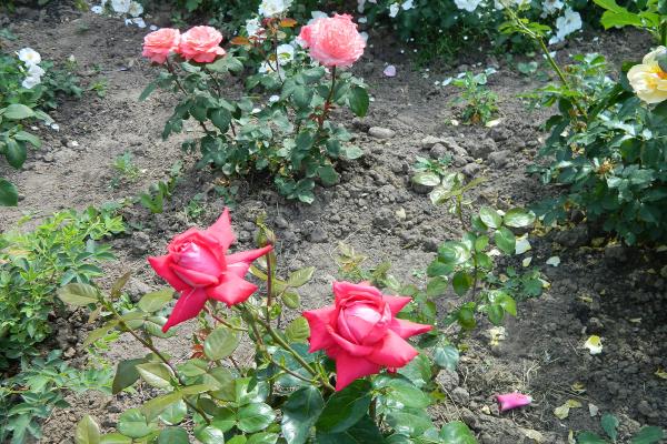 Традиция Гагаринского сада